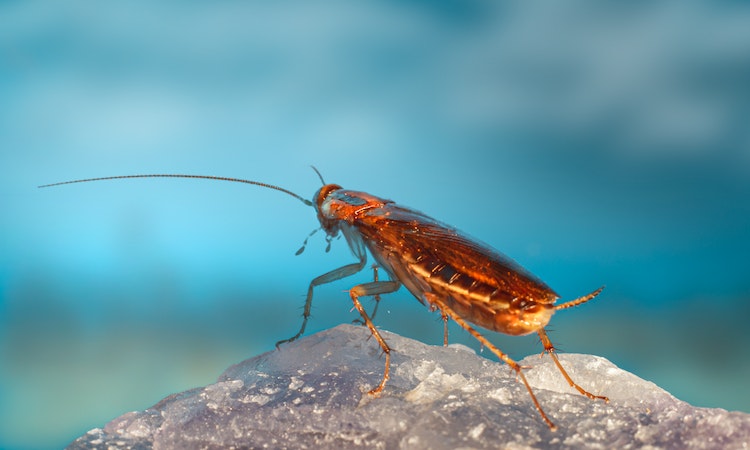 top pests in Arizona